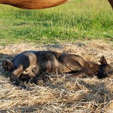 Islænder Djarfur fra Ankerly