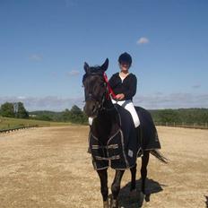 Dansk Varmblod Rubin [Himmelhest]