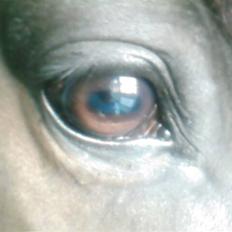 Dansk Varmblod Rubin [Himmelhest]