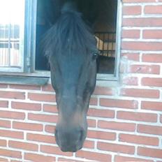 Dansk Varmblod Rubin [Himmelhest]