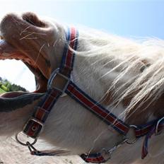 Irish Cob Rødhætte