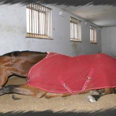 Dansk Varmblod Lexus <3 R.I.P 