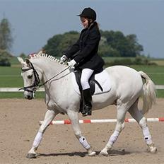 Anden særlig race Kashmir - min gamle part