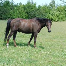 Anden særlig race Ibrahim <3<3<3 solgt