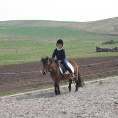 Shetlænder Musse *DØD* D'':