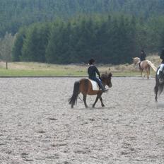 Shetlænder Musse *DØD* D'':