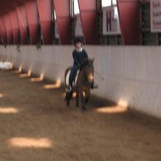 Shetlænder Musse *DØD* D'':