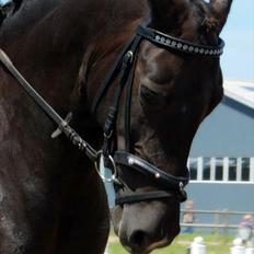 Pinto Desteny Sunshine