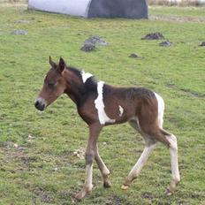 Pinto freestyle R.I.P