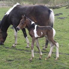 Pinto freestyle R.I.P