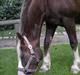 Welsh Cob (sec D) thers naughty nudzy