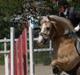 Haflinger  <3 Nico <3