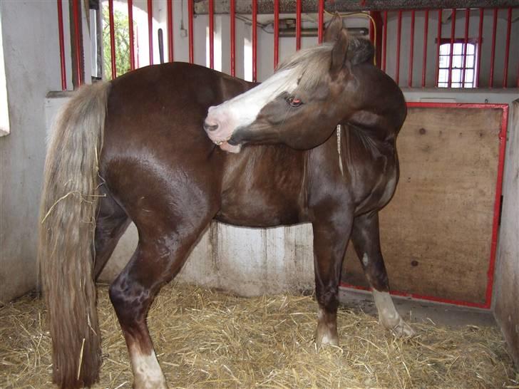 Welsh Cob (sec D) thers naughty nudzy billede 6