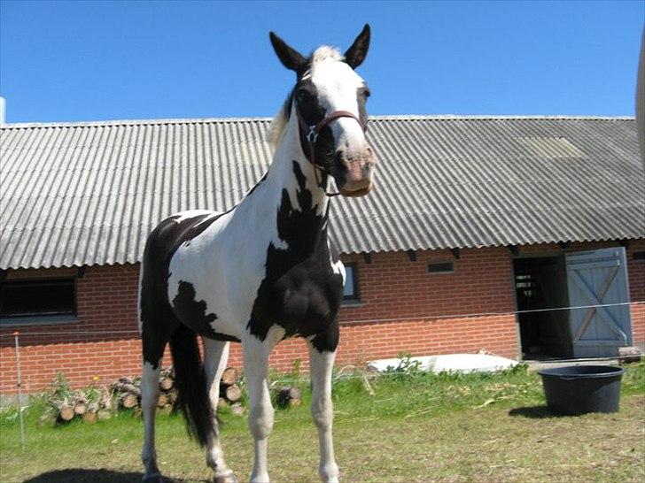 Anden særlig race Dolcé - I:  billede 3