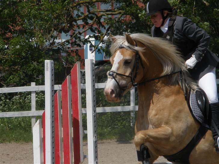 Haflinger  <3 Nico <3 - velkommen til Nioc´s profil... elsker hans udtryk i hovedet over dette spring :) billede 1