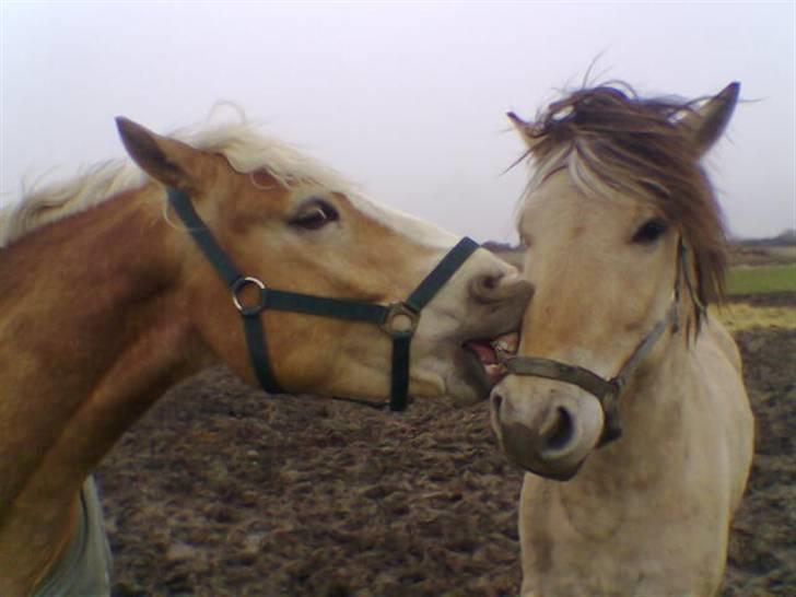 Haflinger  <3 Nico <3 - Der er vist ingen tvivl om hvem det er der ødelægger grimer :) billede 2