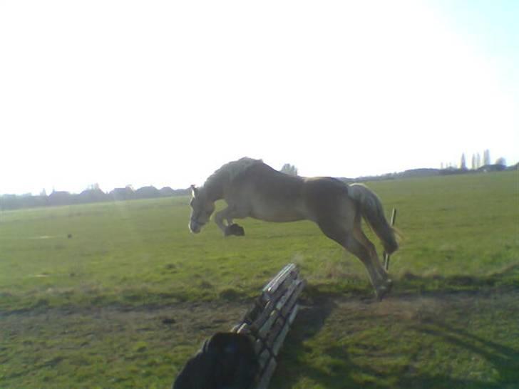 Haflinger  <3 Nico <3 - Hvem sagde haffere ikke kan flyve... billede 3