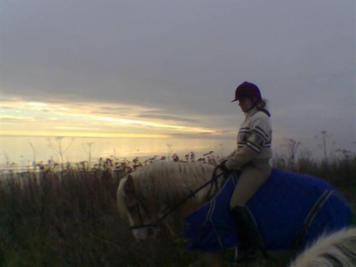 Haflinger  <3 Nico <3 - Solnedgang ved vandet... billede 4