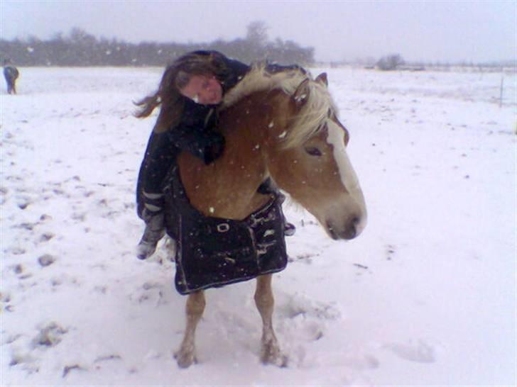 Haflinger  <3 Nico <3 - På folden en vinterdag... billede 5