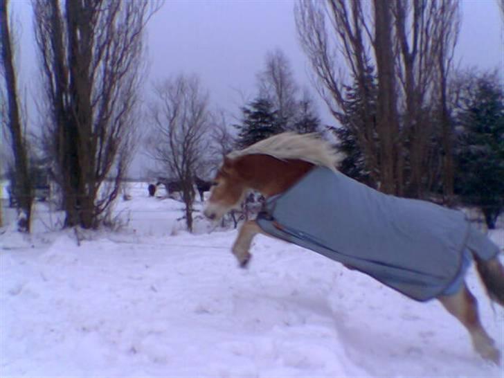 Haflinger  <3 Nico <3 - Man opfinder da bare sine egne spring i sneen... billede 6