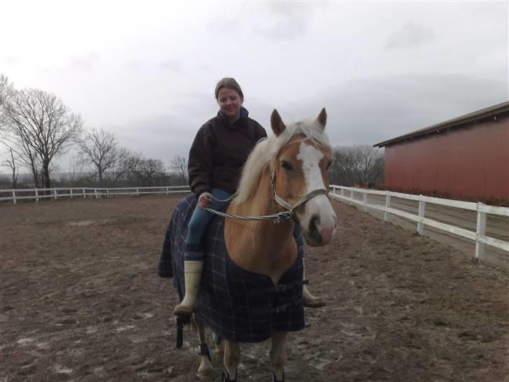 Haflinger  <3 Nico <3 - lidt hygger uden sadel i grime... billede 7