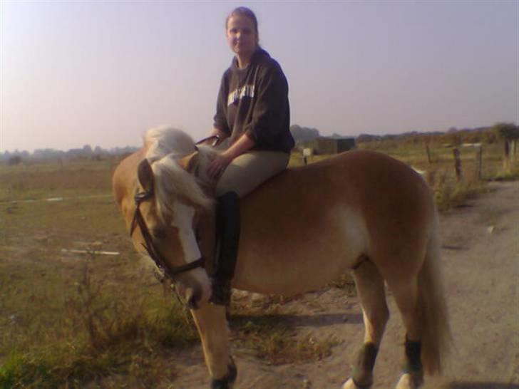 Haflinger  <3 Nico <3 - Min søde haffe... billede 8