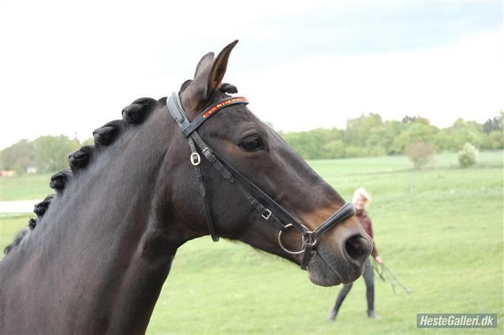 Anden særlig race Invincible (Andrea) <3 - 16) Fotograf: Amalie Knudsen billede 16