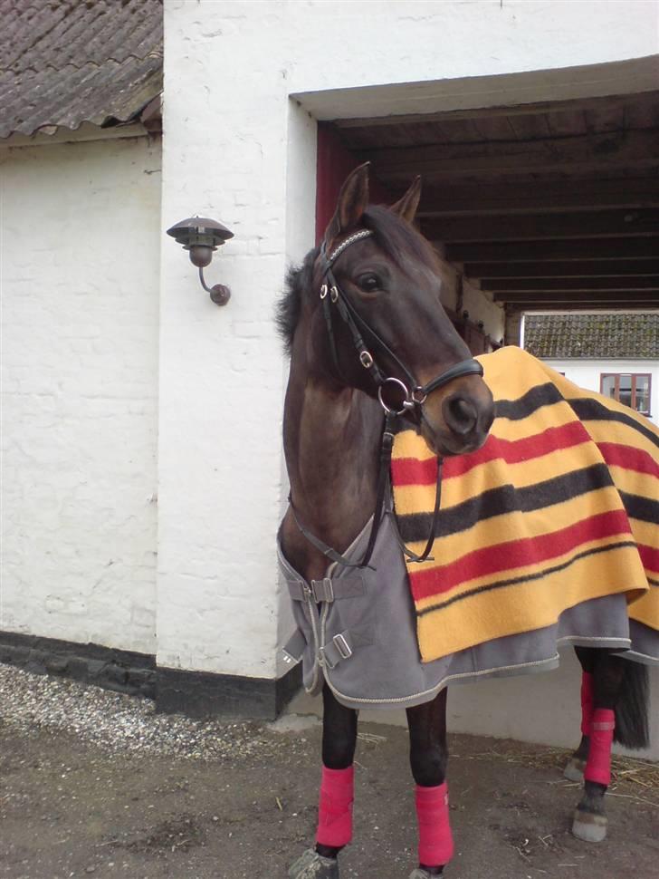 Anden særlig race Invincible (Andrea) <3 - 17) Fotograf: Marie Lundholm  billede 17