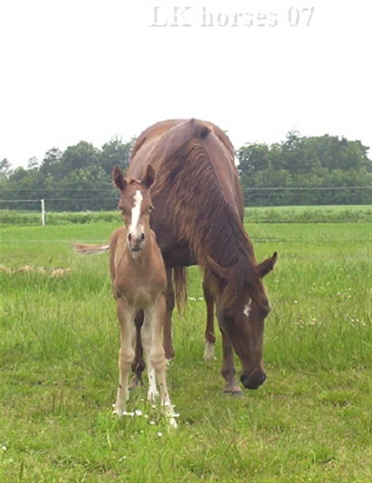 Quarter Tilly/Fancy (solgt) - Tilly med hendes andet føl. - Boons Bright Pearl. Hun får de smukkeste føl (: - ever :D  billede 9