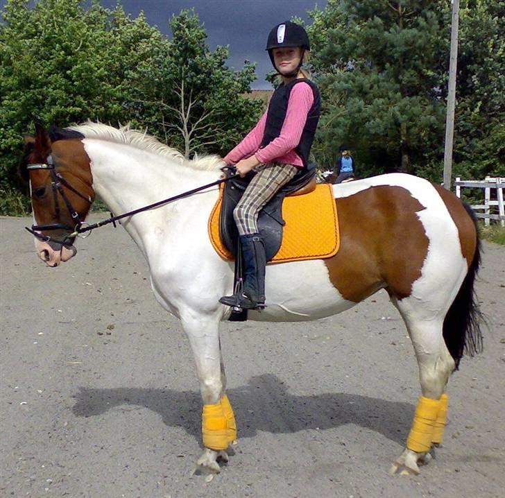 Pinto Oprah Winfrey B-pony "SOLGT" - Stald Enhjørnings Oprah Winfrey daglig træning år 2007 billede 9