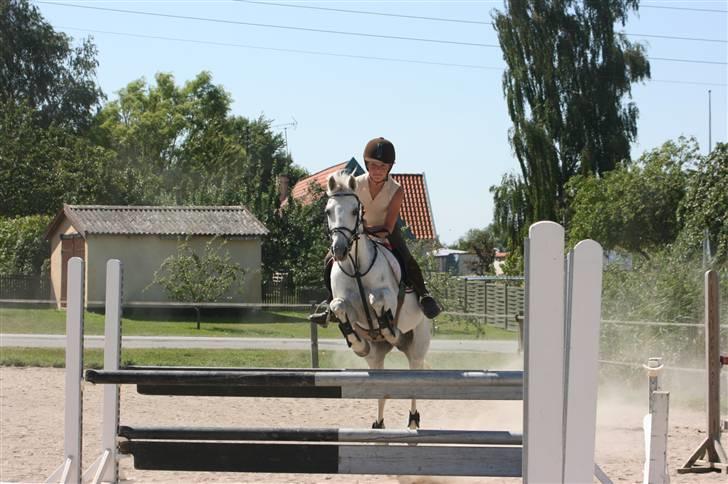 Anden særlig race Rævhalegårds Snowflake - Du er sådan en super pony, I <3 You.! Træning der hjemme. billede 4