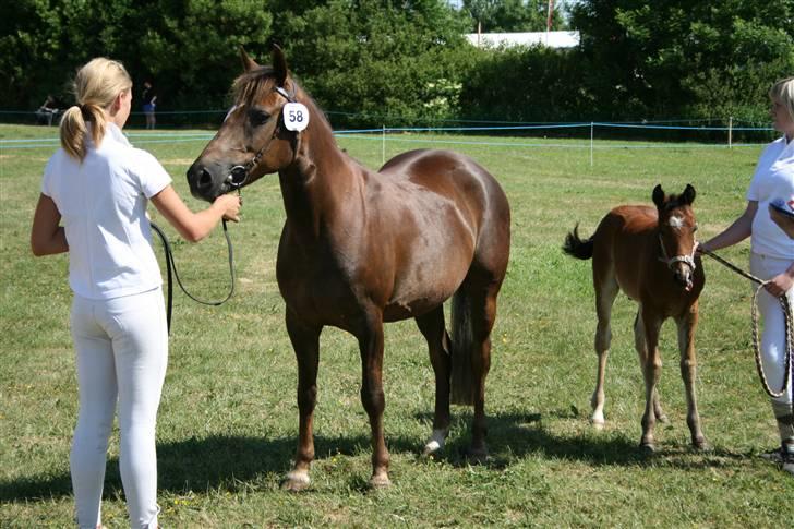 New Forest Sunset - Sunset og Jupiter, Henny og mig ;D Hurup Dyrskue 2008 <3  billede 13