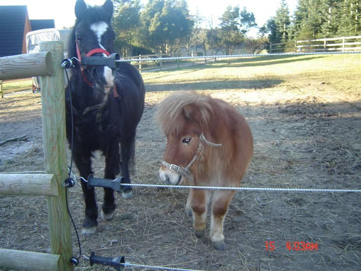 Anden særlig race Flicka GAMMELPART. - jeg savner dig. billede 13