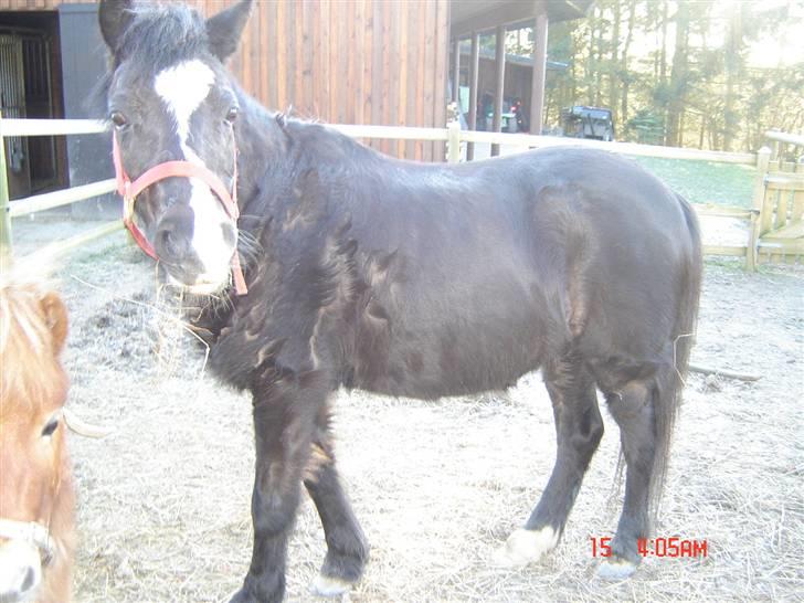 Anden særlig race Flicka GAMMELPART. - jeg savner dig. billede 14