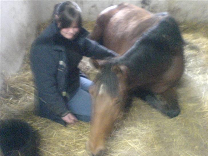 Dansk Varmblod Kibgårdens Sancett Light -solgt:( billede 2
