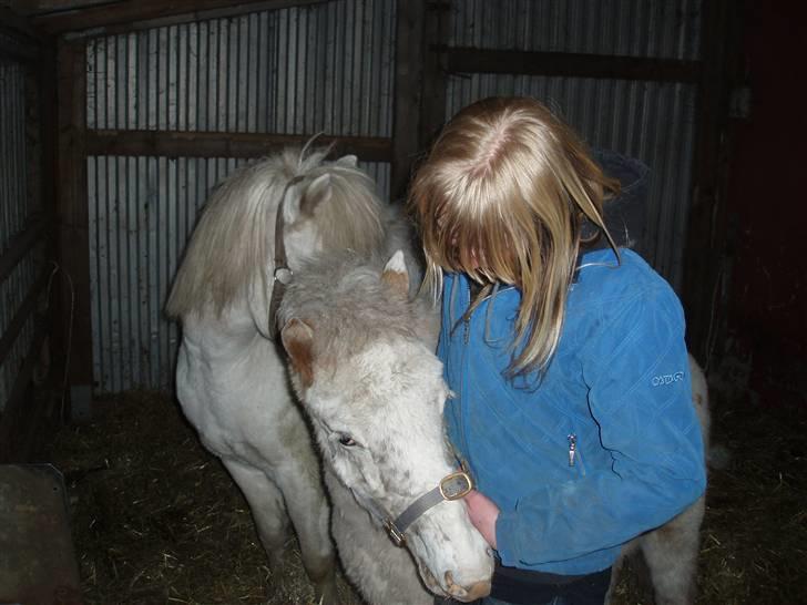 Knabstrupper Smilla - Har du godbidder i lommen? billede 2