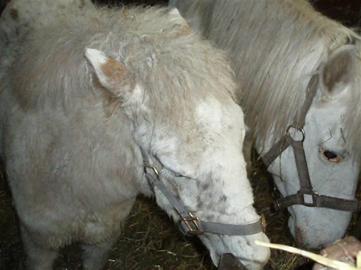 Knabstrupper Smilla - Nu er jeg altså sulten billede 3