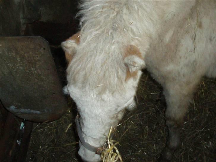 Knabstrupper Smilla billede 4