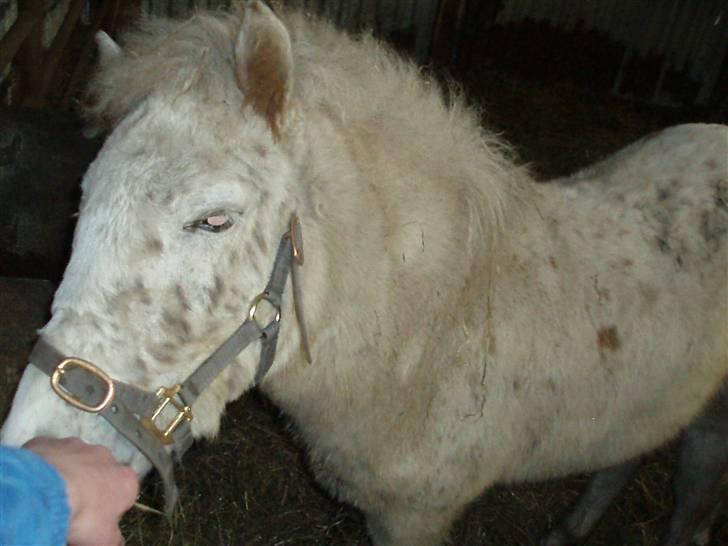 Knabstrupper Smilla billede 5