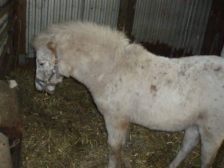 Knabstrupper Smilla billede 6