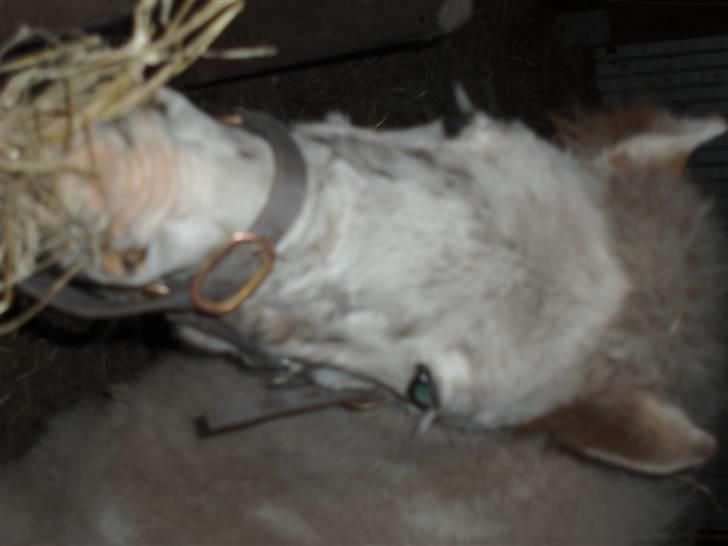 Knabstrupper Smilla - Uhm har du mere? billede 7