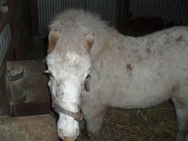 Knabstrupper Smilla billede 8