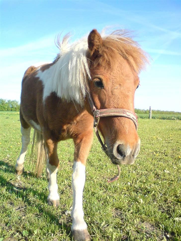 Shetlænder .. gry!;D billede 1