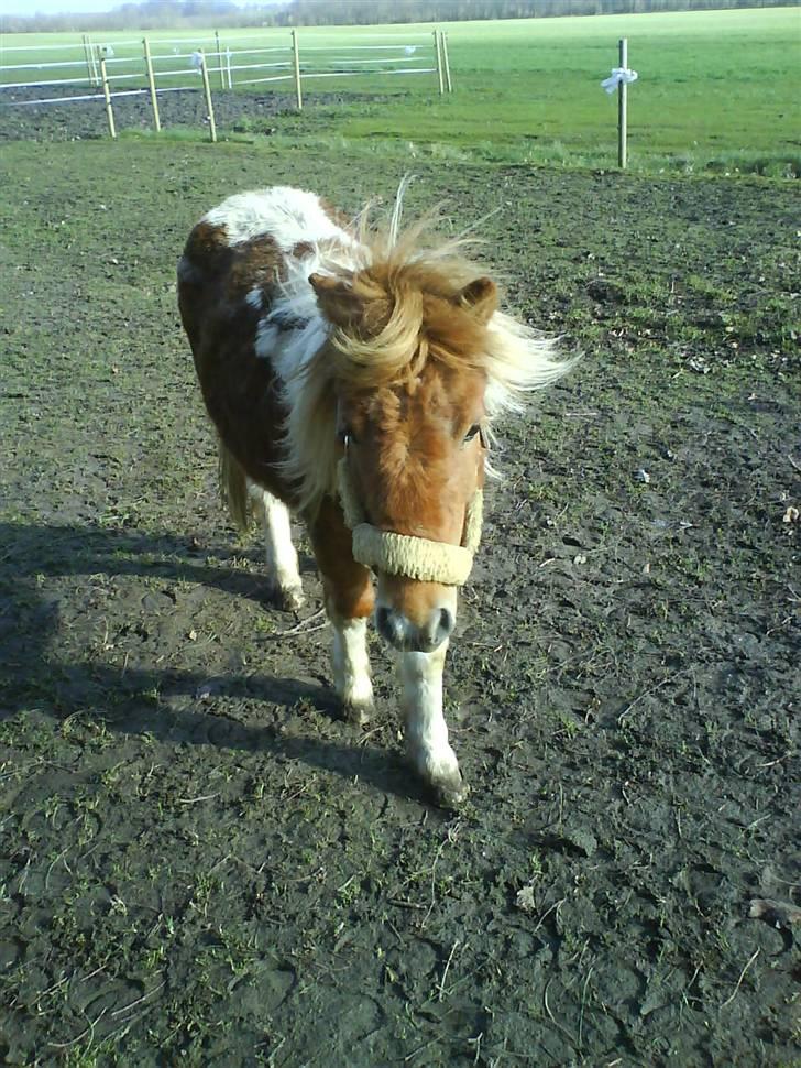 Shetlænder .. gry!;D billede 2