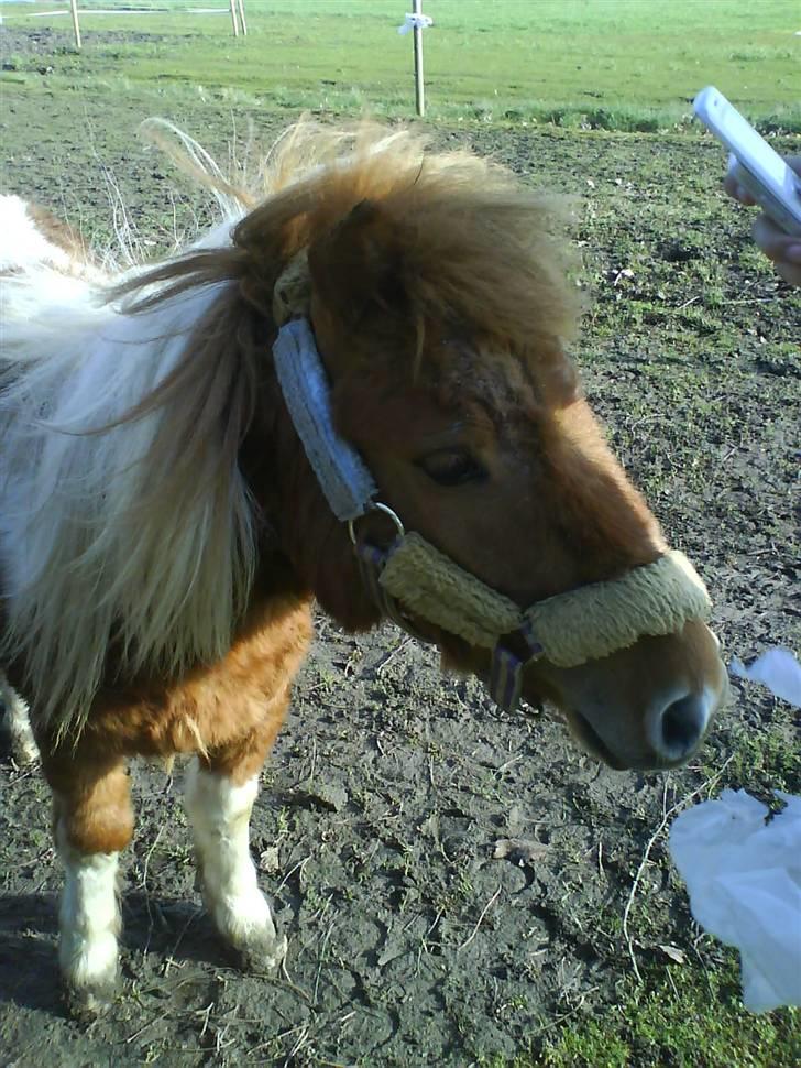 Shetlænder .. gry!;D billede 3