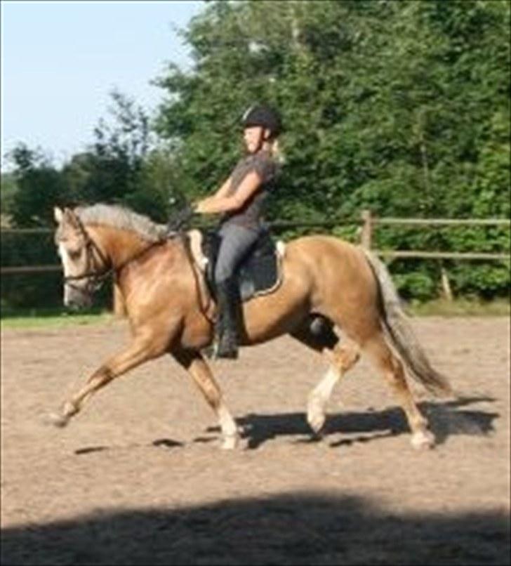 Welsh Cob (sec D) Åvangs Bounty A-pony - Halløjsa & Welkommen Til Bounty´s Profil <3 billede 1