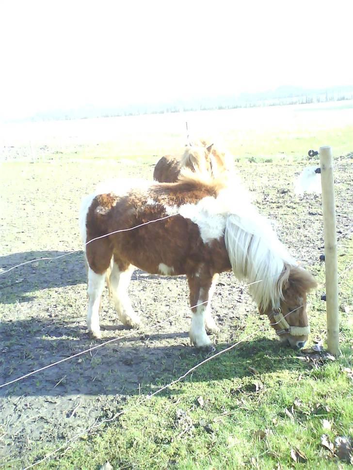 Shetlænder .. gry!;D billede 6