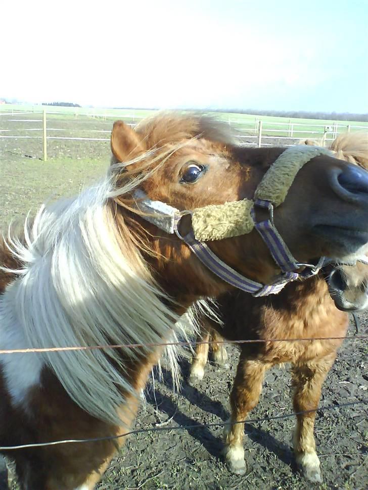 Shetlænder .. gry!;D billede 7