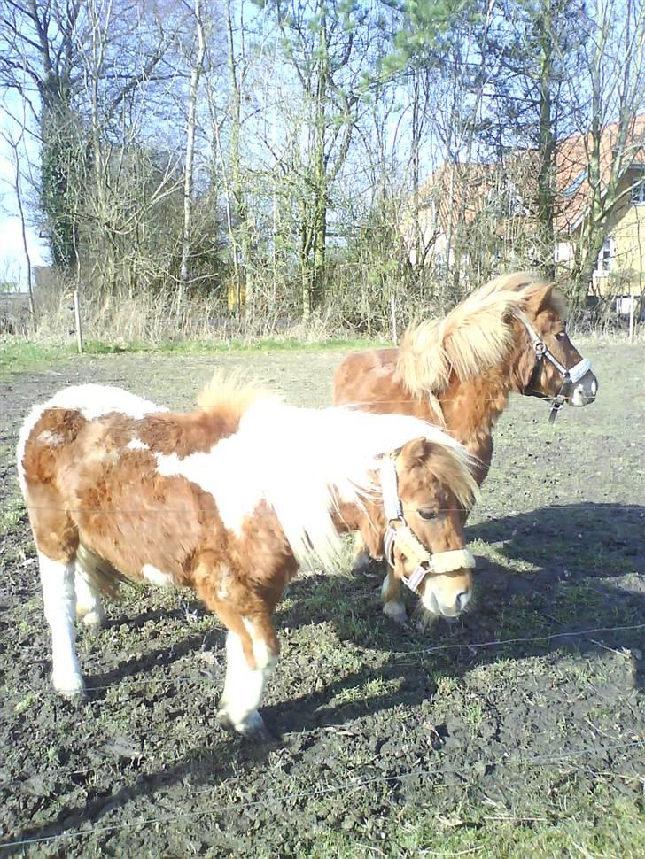 Shetlænder .. gry!;D billede 8