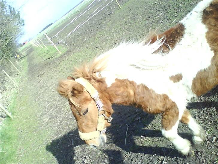 Shetlænder .. gry!;D billede 11